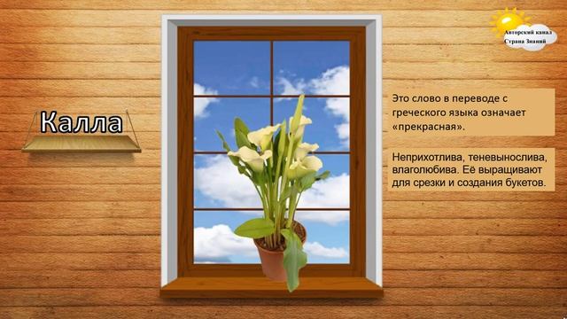 Что растёт на подоконнике. Комнатные цветы. смотреть онлайн