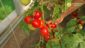 Высокоурожайный и ранний томат ЛИКОПИНЧИК F1