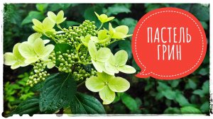 Гортензия метельчатая сорта ПАСТЕЛЬ ГРИН размножение черенками летом. Гортензия метельчатая саженцы.