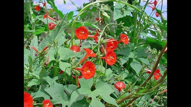 КВАМОКЛИТ (QUAMOCLIT) сем. Вьюнковые смотреть онлайн