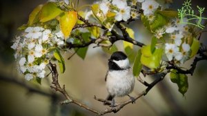 Голоса птиц Как поёт Пухляк, или буроголовая гаичка (Parus montanus).mp4