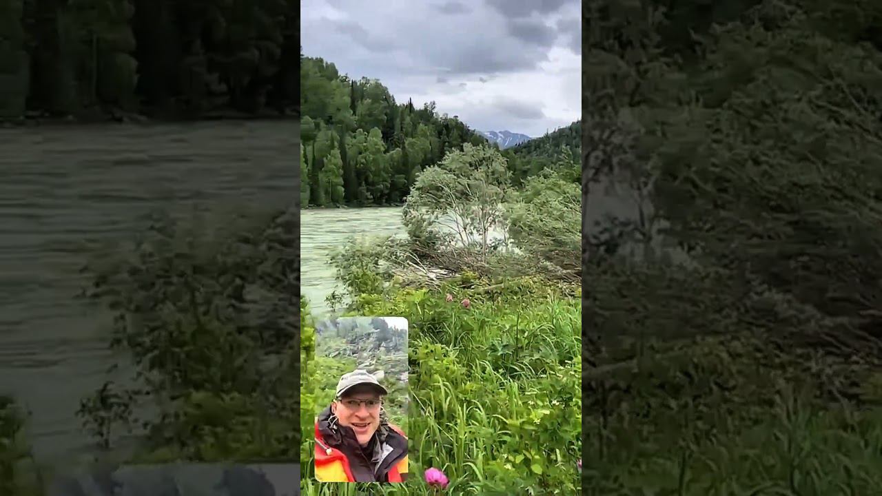 Горный ручей верховья Катуни. смотреть онлайн