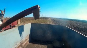 Нива СК-5 , уборка подсолнуха 2016 / Harvest 2016