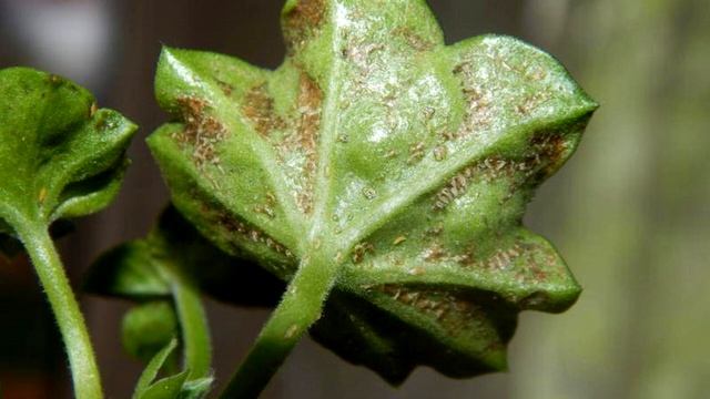 Пеларгония плющелистная - Pelargonium hederifolium - Страница 14