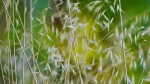 МЕДИТАЦИЯ ОСТАНОВКА УМА ? Расслабление перед сном Для успокоения нервов Для сна