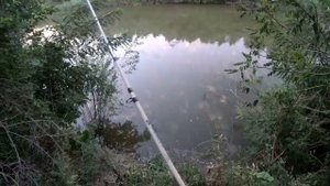Огромный Сазан затащил за карягу, и не плохо клюет сом на печень