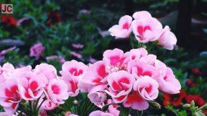 ZONAL GERANIUM FLOWER