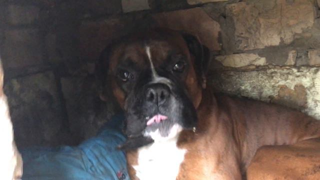 Погром в будке #2 - немецкий боксер порвал, как "Тузик тряпку" - матрас смотреть онлайн