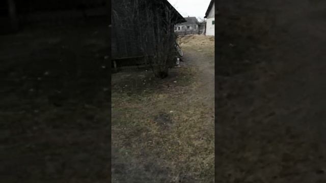 Экскурсия по участку.