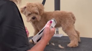 Teddy Bear Haircut on a Cute Fluffy Dog