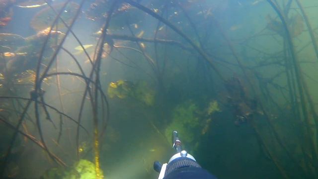 Подводная охота. Мой первый Амур и Судак на 2.7 кг смотреть онлайн