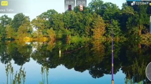 как поймать зеркального карпа My Fishing World