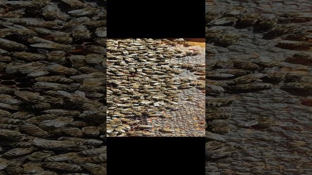 Обработка пчёл ? Щавелевой кислотой.