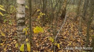 Сбор грибов в октябре,последние благородные грибы.