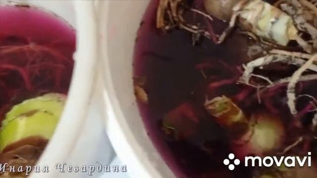 Как размножать клубневые  растения