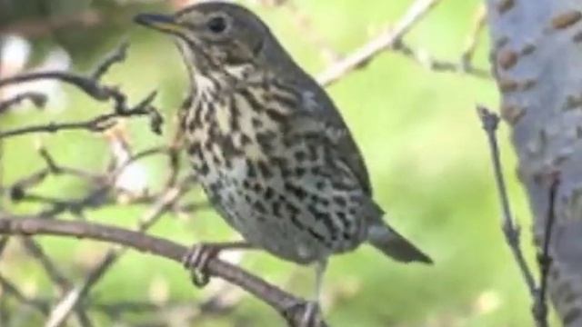 Конкурсное стихотворение А А Фета читает Чупраков Алексей смотреть онлайн