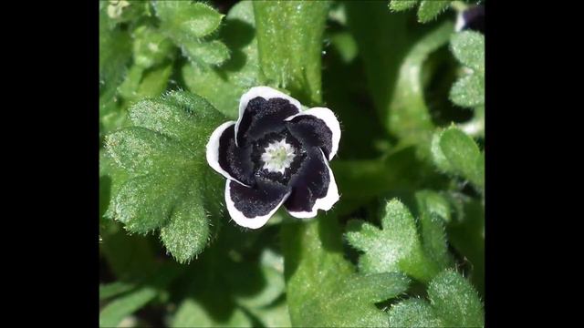 Özlem Çiçeği Tohumu Nemophila menziesii, 'Penny Black' смотреть онлайн