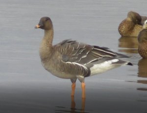 Гусь Гуменник, Anser fabalis, Птицы Новгородской области, 07.10.2022