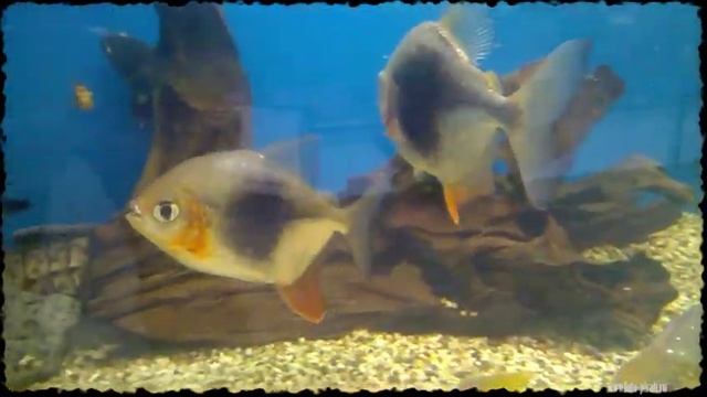 Флора и фауна за стеклом. смотреть онлайн