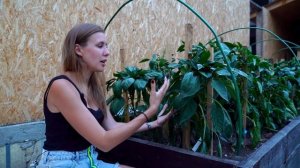 КАК ФОРМИРОВАТЬ ПЕРЕЦ. ПАСЫНКОВАНИЕ ДЛЯ БОЛЬШОГО УРОЖАЯ.