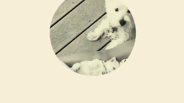 Животные друзья человека смотреть онлайн