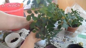 Как СПАСТИ мини- РОЗЫ из магазина КОРДАНА