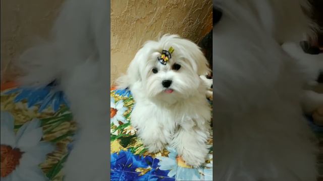 СКАЙ ,наше маленькое солнышко !!! смотреть онлайн