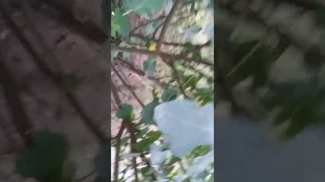 Инжир кадота в Ростовской области 6 сентября 2022 г. смотреть онлайн