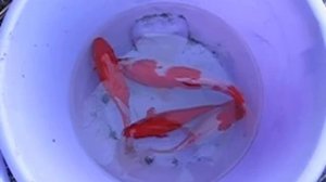Рыбки, живут в пруду на даче