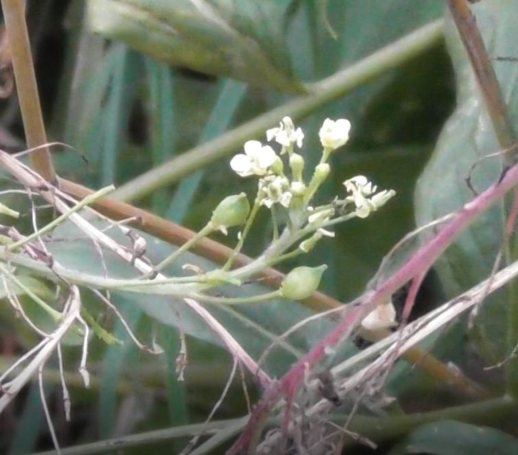 Лекарственное растение, Свербига Восточная, Bunias orientalis, 21.08.2022, Великий Новгород