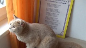 Женские прокладки для собак во время течки. Обильная течка у собаки