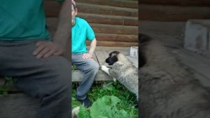 Правильное питание щенка Кавказкой овчарки!!!