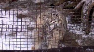 "В мире животных"