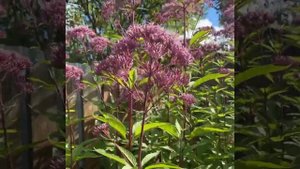 Посконник пятнистый Атропурпуреум (Eupatorium maculatum Atropurpureum)