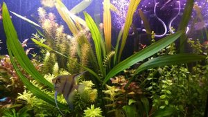 Plants Info | Эхинодорус триколор (Eсhinodorus Tricolor)