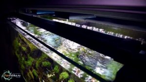 Свет в крутом аквариуме травнике + рекомендации