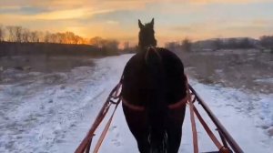 ДВУКОЛКА/РЫСИМ ПО ПОЛЯМ#КЛУБЗАЛИВНЫЕЛУГА#ЛОШАДИ#ПОЛЯ