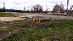 Рыжая собачка.avi