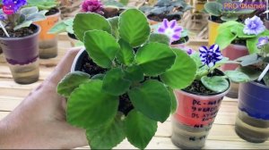 УДАЛИ ПАСЫНКИ на фиалке! И фиалка БЫСТРЕЕ ЗАЦВЕТЁТ  Подробный мастер-класс!