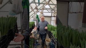 Срезка тюльпана, старт 15.02 выгонка к 8марта.