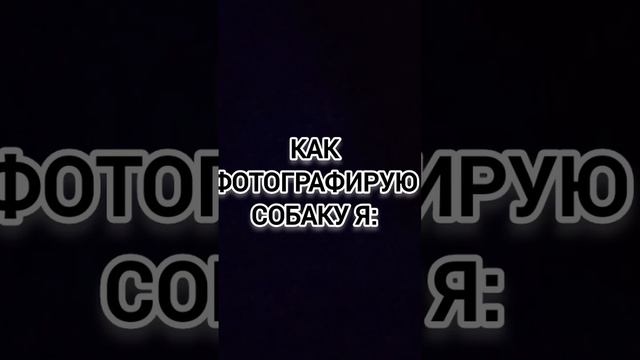 ФОТОГРАФИЯ СОБАКИ #shorts