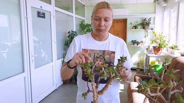 Спасение старой крассулы (часть 3 - Возраждение) Crassula Ovata