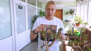 Спасение старой крассулы (часть 3 - Возраждение) Crassula ovata