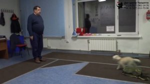 Пудель Дара. Занятие в группе по дрессировке (ОКД): обучение команде Место. Тольятти, 27 марта 2022