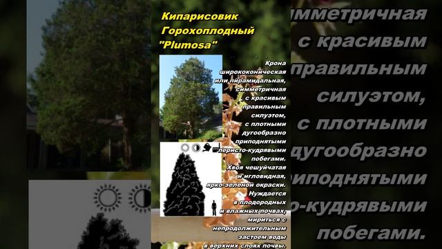 Кипарисовик Горохоплодный "Плюмоза" (Plumosa).