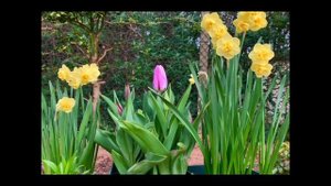 Daffodils - 'Bridal Crown' and 'Yellow Cheerfulness' narcissus planted in pots.