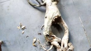 How to Save a Rotten, Dying, Desert Rose (Adenium Caudex) Part 3