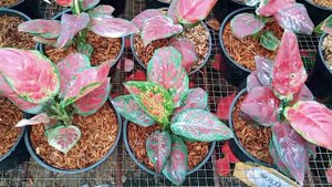 Aglonema Black Maroon Episode #53