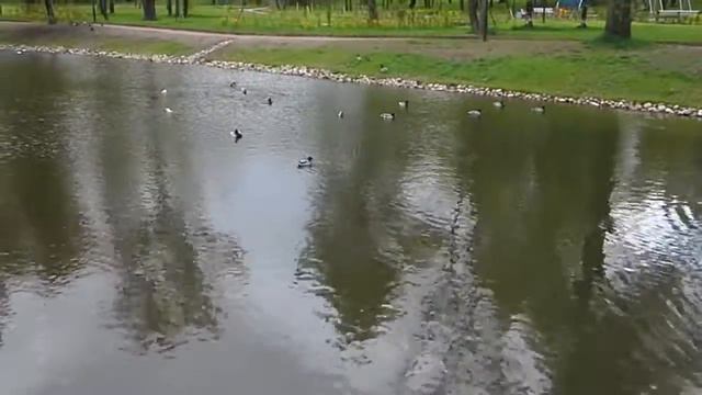 Пруд плавают утки смотреть онлайн