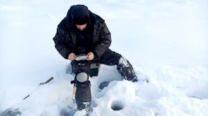 Ура!Сработал перемет на налима!